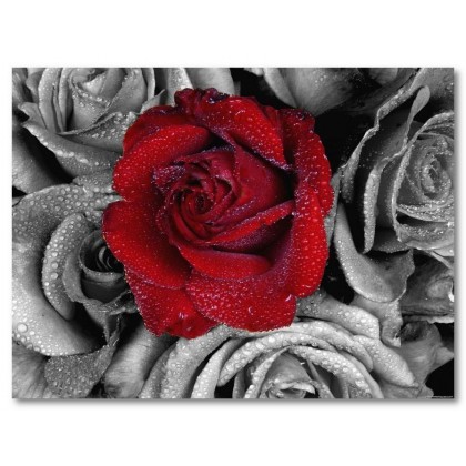 Αφίσα (τριαντάφυλλο, κόκκινος, watter, πάθος, αγάπη)
